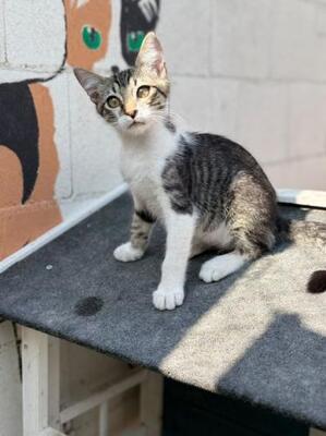 Polo (geb. April 2026) - EKH-Kater, EKH - Kater