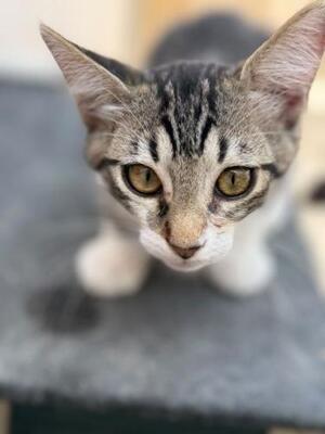 Polo (geb. April 2026) - EKH-Kater, EKH - Kater