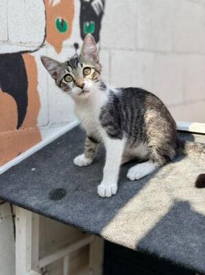 Polo (geb. April 2026) - EKH-Kater, EKH - Kater