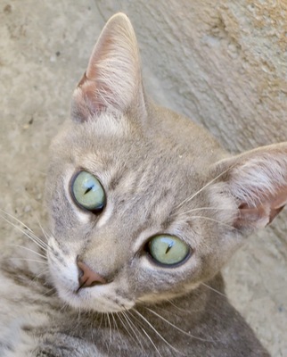 Polvoron, MIX - Kater