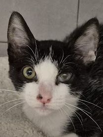 Pompom, Europäisch Kurzhaar - Kater