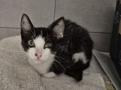 Pompom, Europäisch Kurzhaar - Kater