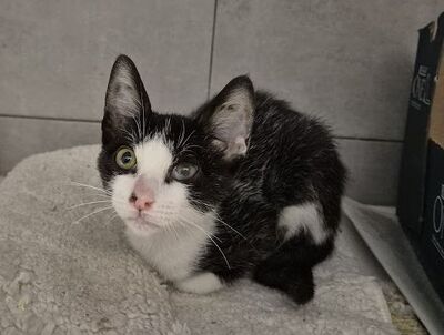 Pompom, Europäisch Kurzhaar - Kater