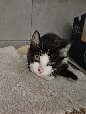 Pompom, Europäisch Kurzhaar - Kater