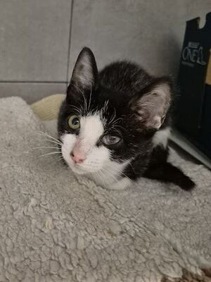 Pompom, Europäisch Kurzhaar - Kater