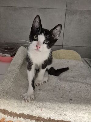 Pompom, Europäisch Kurzhaar - Kater
