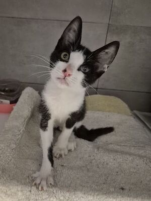 Pompom, Europäisch Kurzhaar - Kater