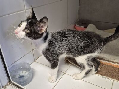Pompom, Europäisch Kurzhaar - Kater