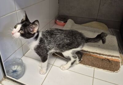Pompom, Europäisch Kurzhaar - Kater