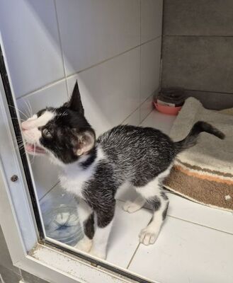 Pompom, Europäisch Kurzhaar - Kater