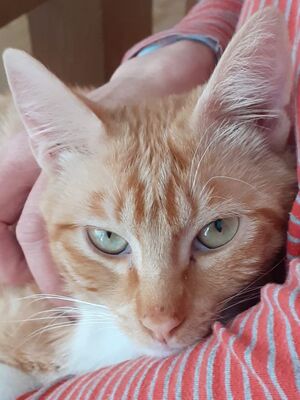 Porthos geb. Februar 2025 - Pflegestelle in 81375 München, Europäisch Kurzhaar - Kater