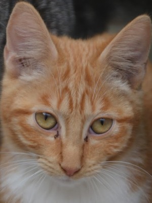 Porthos geb. Februar 2025 - Pflegestelle in 81375 München, Europäisch Kurzhaar - Kater
