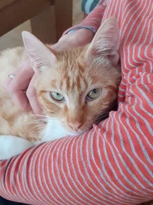 Porthos geb. Februar 2025 - Pflegestelle in 81375 München, Europäisch Kurzhaar - Kater
