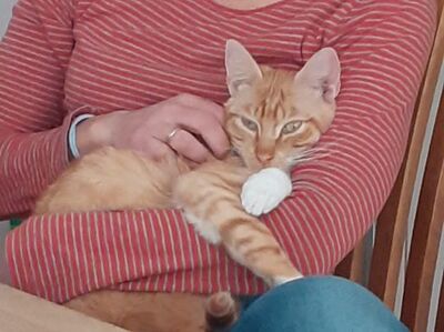 Porthos geb. Februar 2025 - Pflegestelle in 81375 München, Europäisch Kurzhaar - Kater