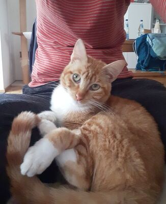 Porthos geb. Februar 2025 - Pflegestelle in 81375 München, Europäisch Kurzhaar - Kater