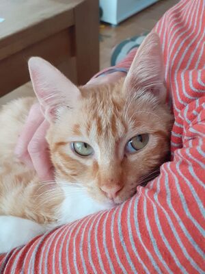 Porthos geb. Februar 2025 - Pflegestelle in 81375 München, Europäisch Kurzhaar - Kater