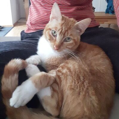 Porthos geb. Februar 2025 - Pflegestelle in 81375 München, Europäisch Kurzhaar - Kater