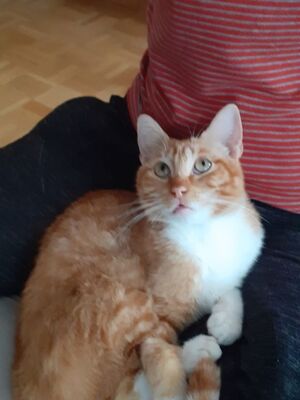 Porthos geb. Februar 2025 - Pflegestelle in 81375 München, Europäisch Kurzhaar - Kater