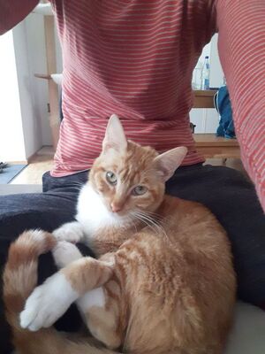 Porthos geb. Februar 2025 - Pflegestelle in 81375 München, Europäisch Kurzhaar - Kater