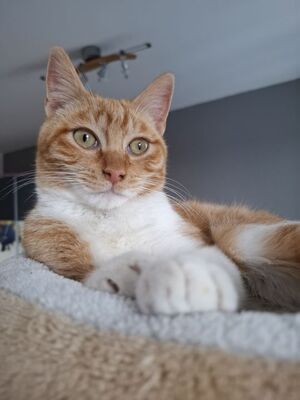 Porthos und Athos, Europäisch Kurzhaar - Kater