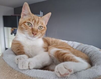 Porthos und Athos, Europäisch Kurzhaar - Kater