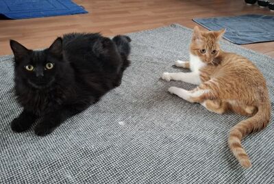 Porthos und Athos, Europäisch Kurzhaar - Kater