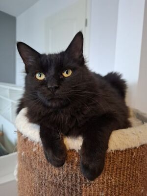 Porthos und Athos, Europäisch Kurzhaar - Kater