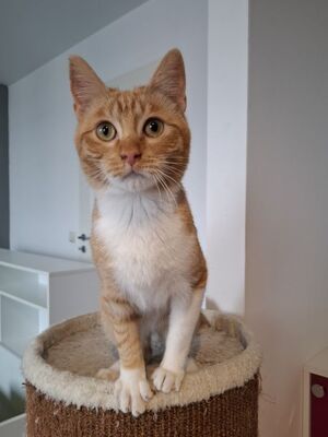 Porthos und Athos, Europäisch Kurzhaar - Kater