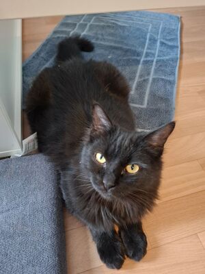 Porthos und Athos, Europäisch Kurzhaar - Kater