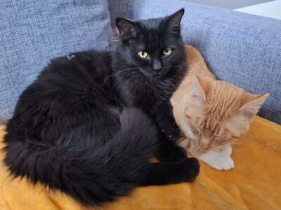 Porthos und Athos, Europäisch Kurzhaar - Kater