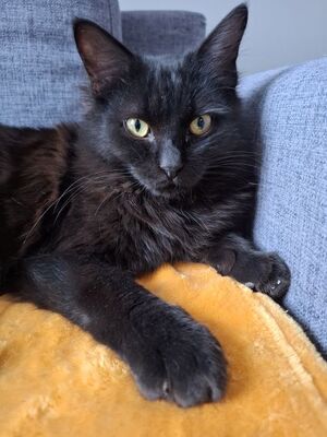 Porthos und Athos, Europäisch Kurzhaar - Kater