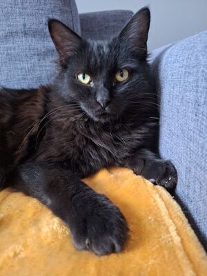 Porthos und Athos, Europäisch Kurzhaar - Kater