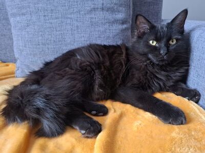 Porthos und Athos, Europäisch Kurzhaar - Kater