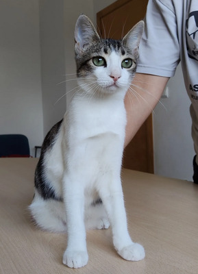 Potosi - süüüßes Katzenmädel, EKH Jungtier - Katze