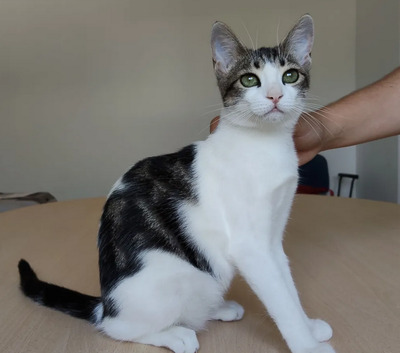 Potosi - süüüßes Katzenmädel, EKH Jungtier - Katze