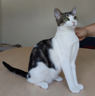 Potosi - süüüßes Katzenmädel, EKH Jungtier - Katze