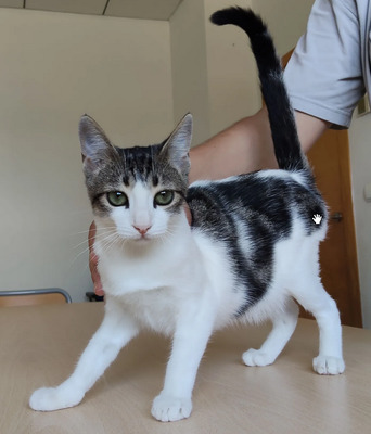 Potosi - süüüßes Katzenmädel, EKH Jungtier - Katze