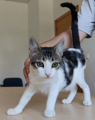 Potosi - süüüßes Katzenmädel, EKH Jungtier - Katze