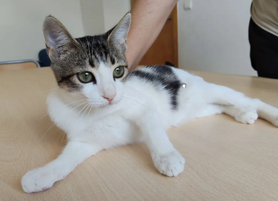 Potosi - süüüßes Katzenmädel, EKH Jungtier - Katze