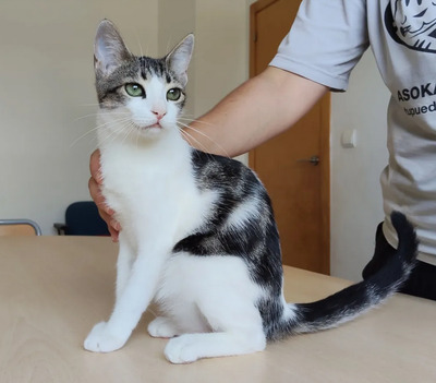 Potosi - süüüßes Katzenmädel, EKH Jungtier - Katze