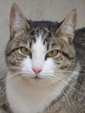Primavera, Europäisch Kurzhaar - Katze