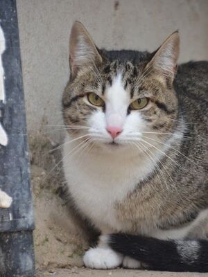Primavera, Europäisch Kurzhaar - Katze