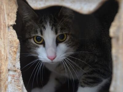 Primavera, Europäisch Kurzhaar - Katze
