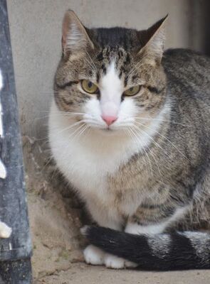 Primavera, Europäisch Kurzhaar - Katze