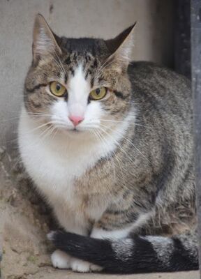 Primavera, Europäisch Kurzhaar - Katze