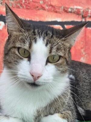 Primavera (geb. April 2024) - EKH-Katze, EKH - Katze