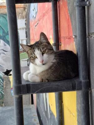 Primavera (geb. April 2024) - EKH-Katze, EKH - Katze