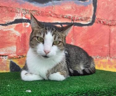 Primavera (geb. April 2024) - EKH-Katze, EKH - Katze