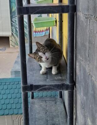 Primavera (geb. April 2024) - EKH-Katze, EKH - Katze