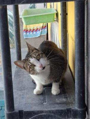 Primavera (geb. April 2024) - EKH-Katze, EKH - Katze